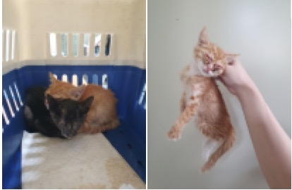 한국 고양이 이미지 파일 입니다.
